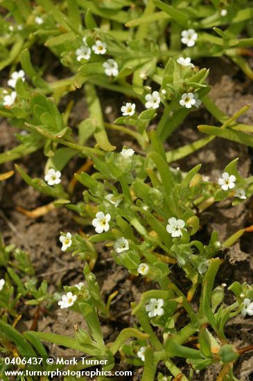 Scouler's Popcorn Flower
