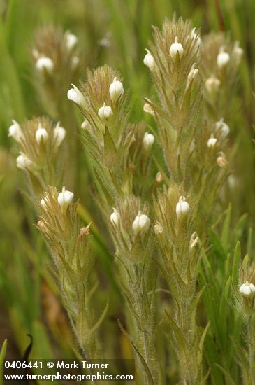 Hairy Owl Clover