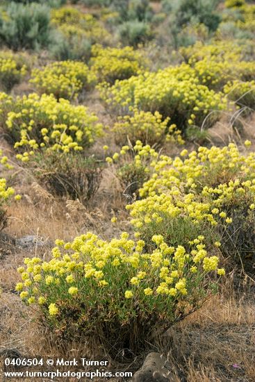 Eriogonum sphaerocephalum