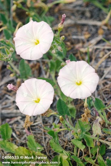 Convolvulus arvensis | Field Bindweed | Wildflowers of the Pacific Northwest