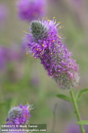 Dalea ornata