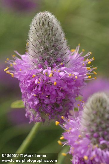 Dalea ornata
