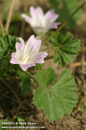 Malva neglecta