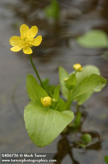 Blue Mountain Buttercup