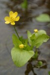 Blue Mountain Buttercup