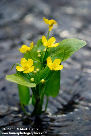 Ranunculus populago