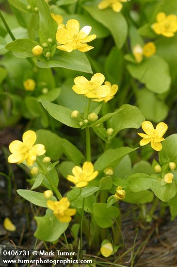 Blue Mountain Buttercup