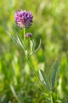 Douglas' clover blossom & foliage