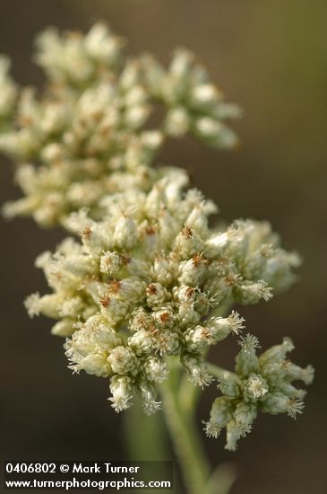 Silvery Pussytoes female blossoms detail