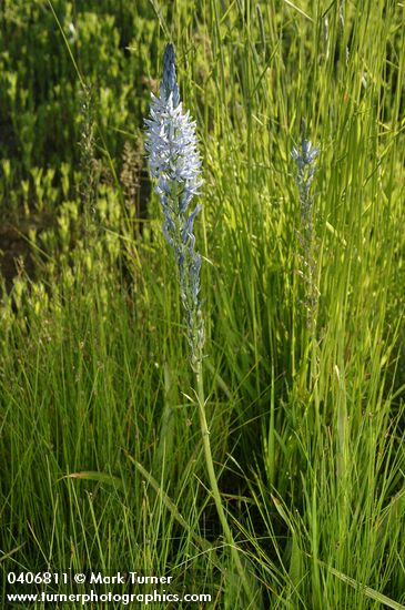 Cusick's Camas