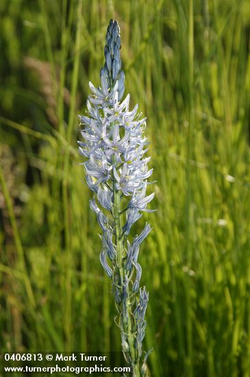Cusick's Camas