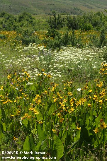 Purshia tridentata