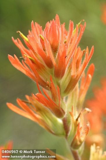 Acute Paintbrush bracts & blossoms detail