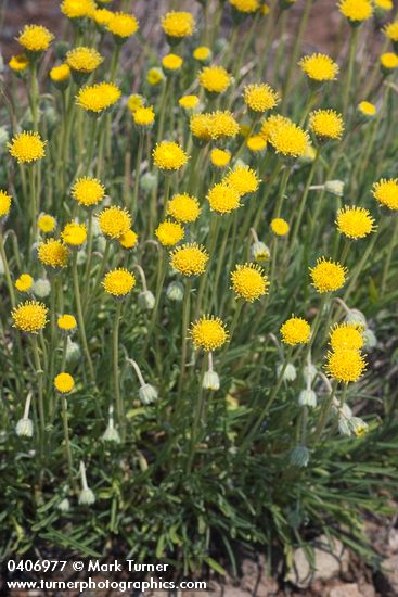 Erigeron aphanactis