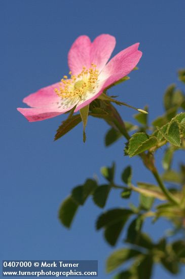 Rosa rubiginosa