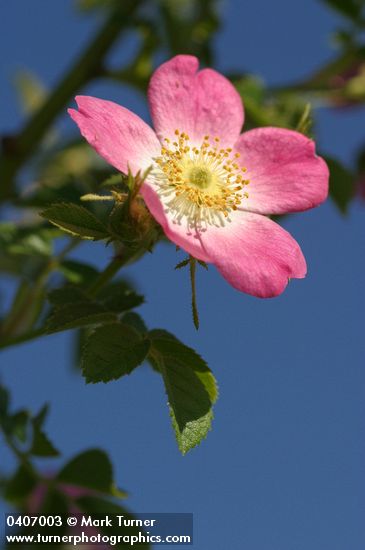 Rosa rubiginosa