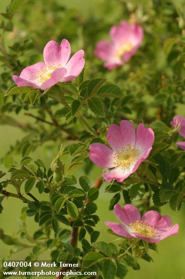 Rosa rubiginosa
