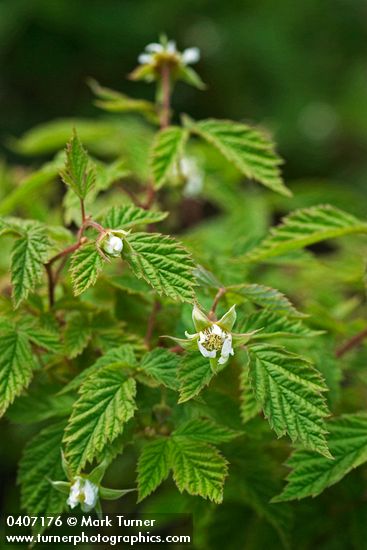 Rubus idaeus