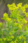 Euphorbia virgata