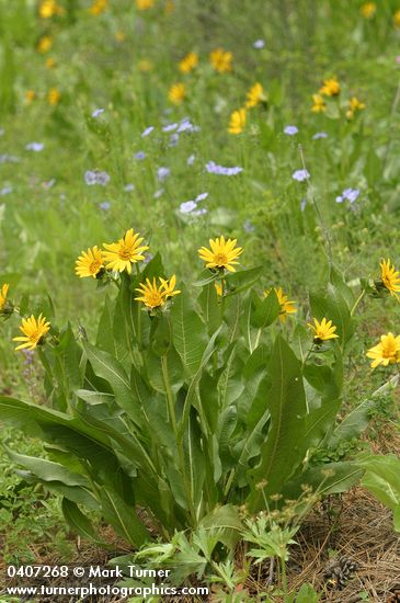 Mule's Ears w/ Flax