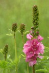 Henderson's Checker Mallow blossoms