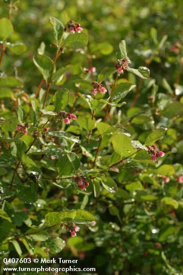 Common Snowberry w/ morning dew