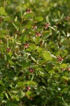 Common Snowberry w/ morning dew