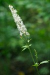 Actaea elata
