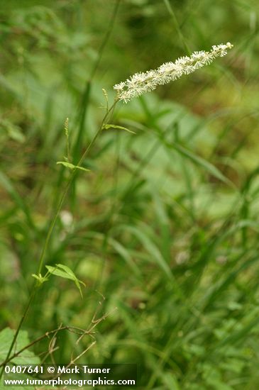 Tall Bugbane