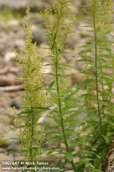 Coast Sagewort