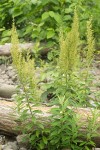 Coast Sagewort