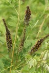 Western False Indigo