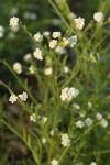 Fragrant Popcorn Flowers