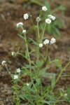 Fragrant Popcorn Flowers