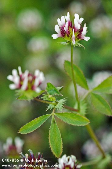Trifolium oliganthum