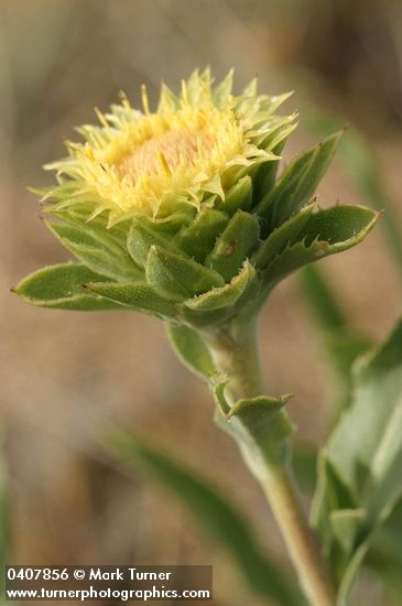 Pyrrocoma carthamoides