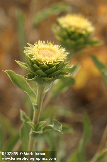 Pyrrocoma carthamoides