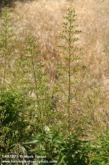Mad-dog Skullcap
