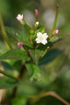 Epilobium ciliatum
