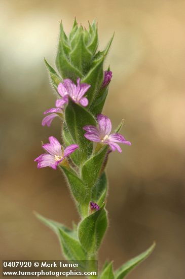 Dense Spike-Primrose blossoms