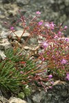 Quill-leaf lewisia