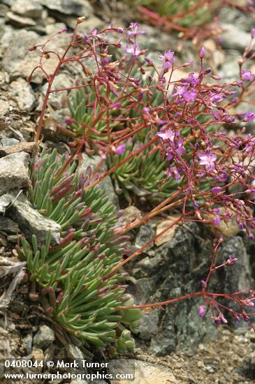 Quill-leaf lewisia