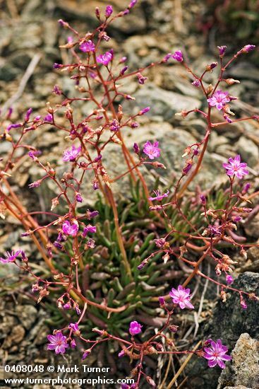 Quill-leaf lewisia