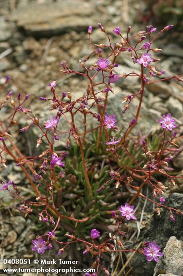 Quill-leaf lewisia