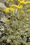 Ternate Buckwheat