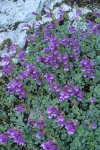 Berry's Penstemon