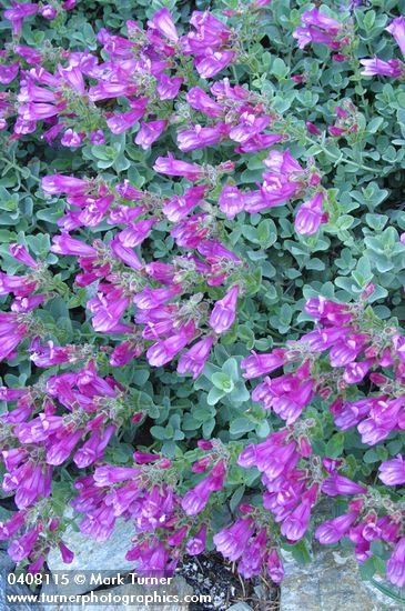 Berry's Penstemon