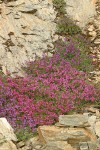 Berry's Penstemon massed on serpentine