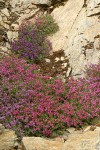 Berry's Penstemon massed on serpentine