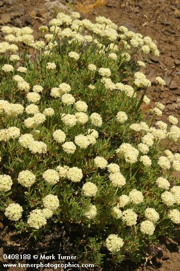 Eriogonum umbellatum var. polyanthum